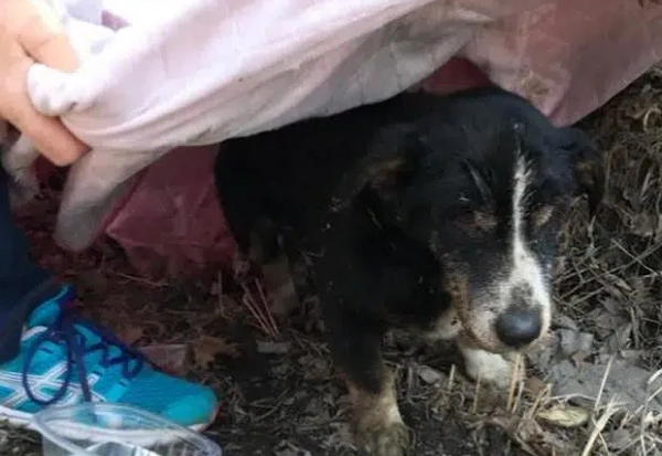 Phát hoảng chú chó vừa được chôn cất đột nhiên “đội mồ sống dậy”