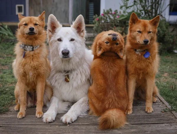 Chú chó duy nhất thế giới làm được điều phi thường khi xoay đầu 180 độ