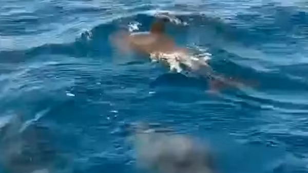 Đàn cá heo kéo về "nhảy múa" ở biển Khánh Hòa: Điềm báo may mắn? 