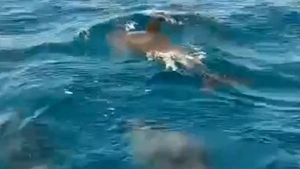 Đàn cá heo kéo về "nhảy múa" ở biển Khánh Hòa: Điềm báo may mắn? 