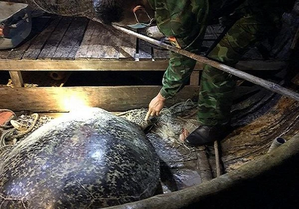 Rùa 120 kg sa lưới ở Quảng Bình: Hiếm sao thả ngay về biển Đông? 