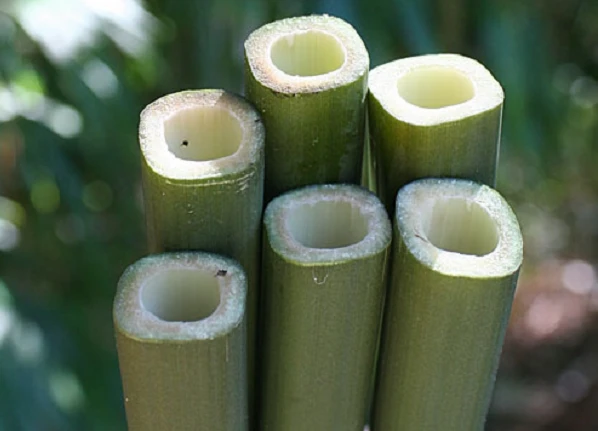 3 loài trúc độc lạ nằm trong sách đỏ quý hiếm ở Việt Nam