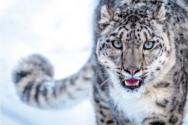 Cá thể báo tuyết chết vì COVID-19 ở Mỹ: Quý hiếm sao?