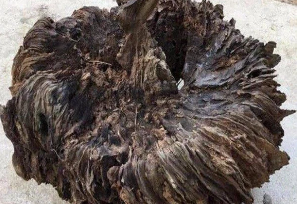 "Mướt mồ hôi" vác gỗ mục về nhà, ai ngờ Thần Tài gõ cửa