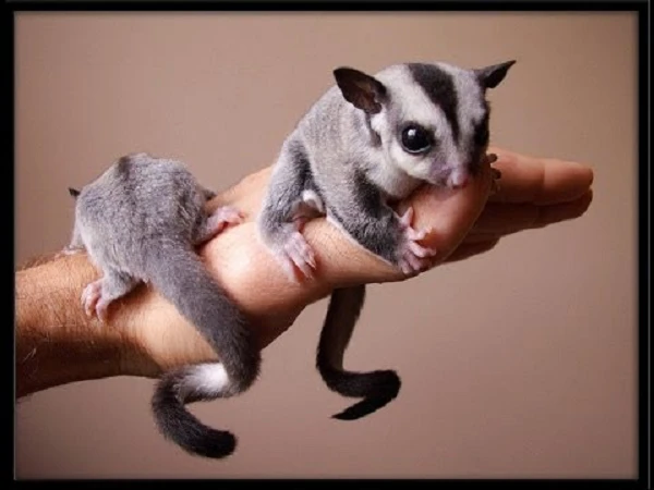 Sóc bay làm mưa làm gió trên TikTok, nhớ được cả tên mình