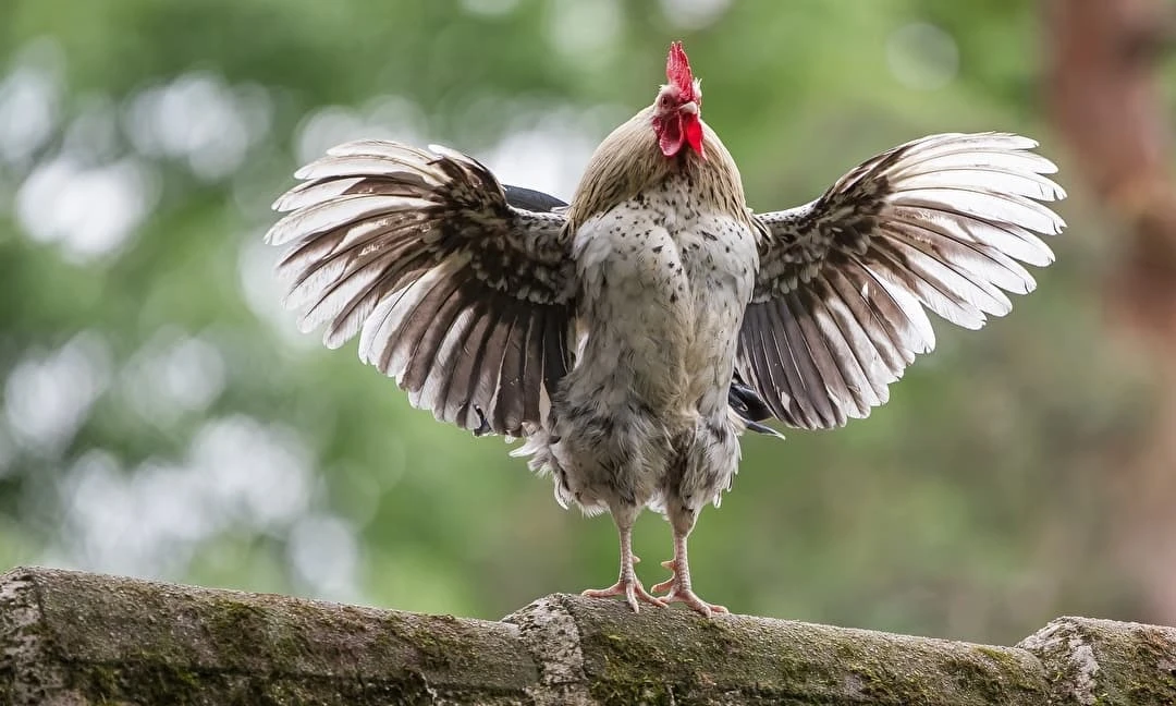 Tháng 7/2022: 3 con giáp đáng thương, tiền tài lao dốc, dễ gặp họa trắng tay