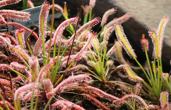 Tận mục loài cây ăn thịt gây sốt một thời đang dần hồi sinh