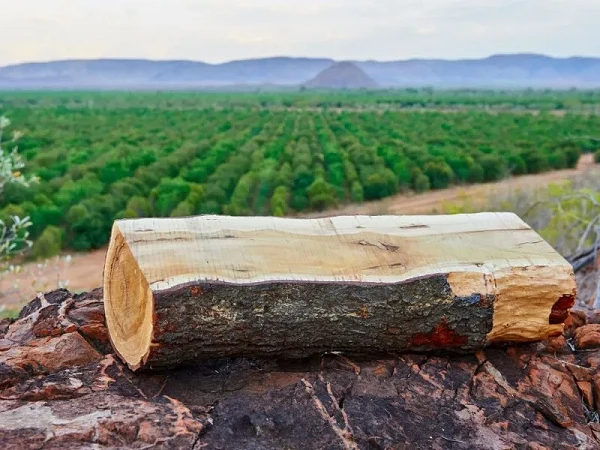 Sửng sốt loại gỗ đắt nhất nhì thế giới mọc đầy ở Việt Nam