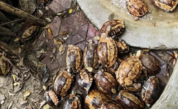 44 cá thể rùa quý hiếm sao dân giao nộp ngay cho VQG Hà Tĩnh?