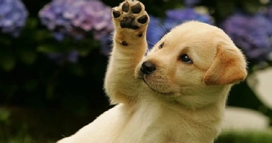 3 tuổi tiền vào như nước trong tháng 5/2022: 1 tuổi đại cát đại lợi