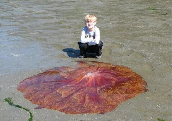 Phát hiện “đĩa bay màu đỏ”, hoảng hốt bỏ chạy khi thấy nó động đậy