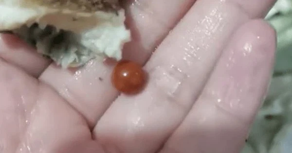 Ăn ốc cắn phải vật lạ, cô gái sướng điên vì... sắp phát tài