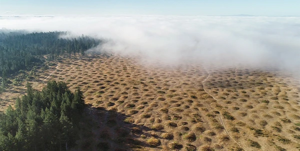 Bí ẩn giật mình vùng đất mọc lên hàng ngàn nấm mồ kỳ dị