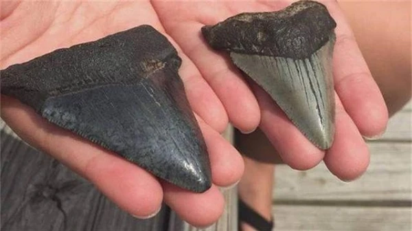 Nhặt đá lạ, vỡ òa khi biết là của quý từ “quái vật” Megalodon