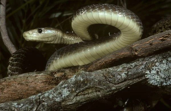 Giật mình loài rắn “hai chân”, nọc độc gấp 5 lần hổ mang chúa