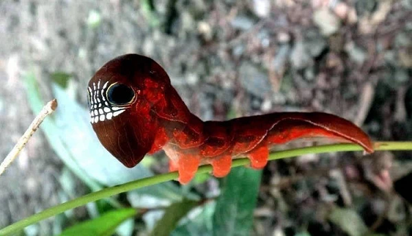 Chết khiếp loài sâu bướm hình sọ người cực hiếm ở Australia