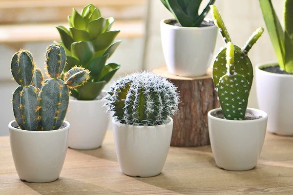 Loại cây là khắc tinh của thần Tài, tài lộc tan nhanh, vận đen vây bám