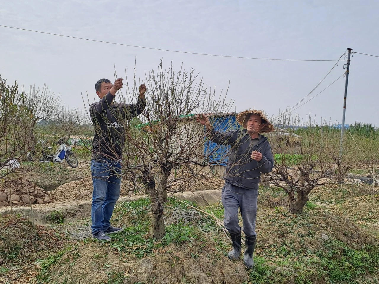 Hải Phòng: Nông dân nơm nớp lo đào nở sớm, ngóng rét đậm từng ngày