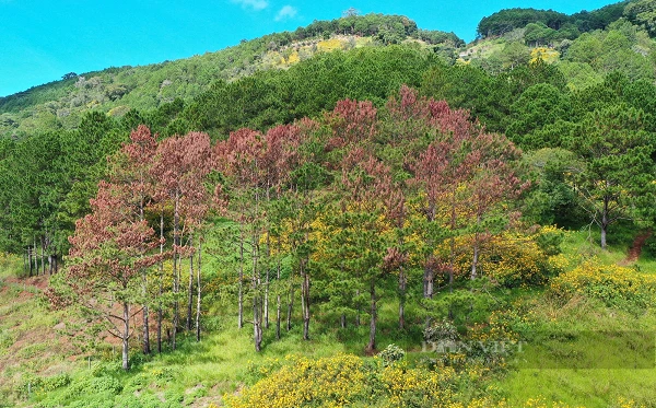 67 cây thông ba lá bị "tàn sát” ở Lâm Đồng: Quý hiếm sao? 