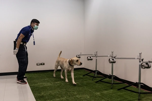 Huấn luyện chó phát hiện nhanh người mắc COVID-19 ở Thái Lan