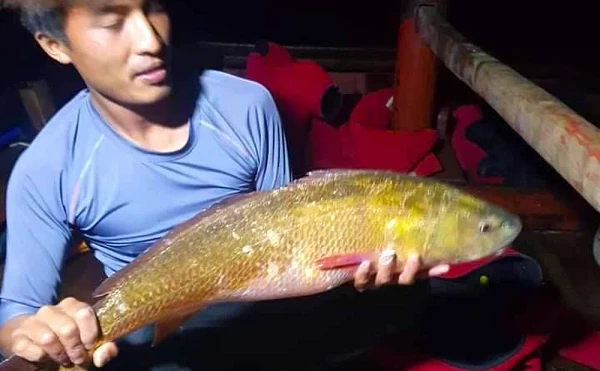 Cá vàng lấp lánh xuất hiện ở Hà Tĩnh: Nghi loài cực quý hiếm!
