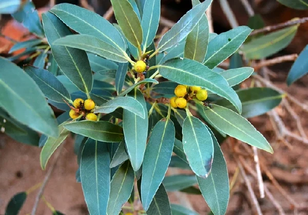 Loài hoàn toàn mới trên đỉnh đá thiêng: Ai "mạo phạm" coi chừng mất mạng! 