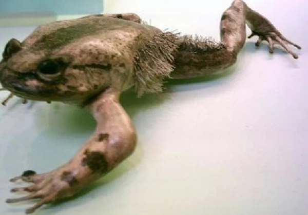 Kinh ngạc những động vật sở hữu “siêu năng lực”, có loài bất tử