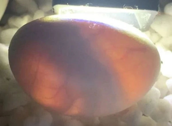 Vỏ trứng nứt ra "sát thủ", 15 phút sau có thể... đoạt mạng người