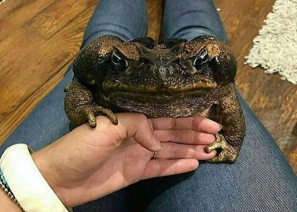 Ngắm “đám pet” khổng lồ nhưng vô cùng hiền lành, đáng yêu