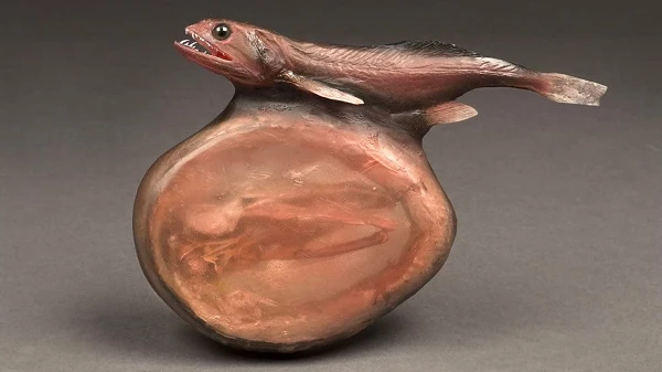 Cá biển đen “xử đẹp” con mồi có kích thước to gấp đôi mình