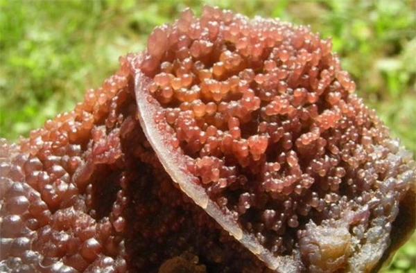 Vấp phải “cục thịt lạ”, chàng trai ngã ngửa vớ được kho báu trời ban