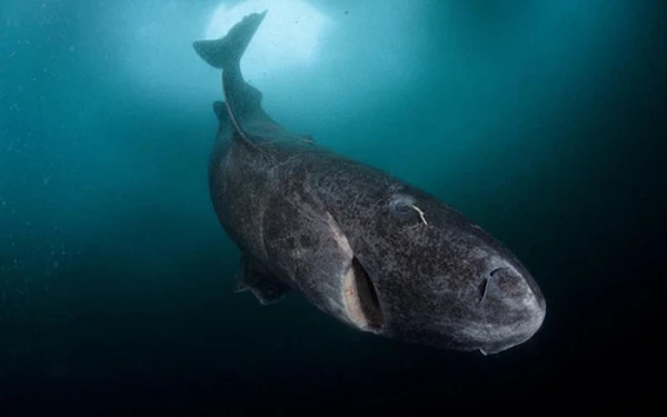 Giật mình “quái vật đại dương không tuổi” sống qua 1/2 thiên niên kỷ 