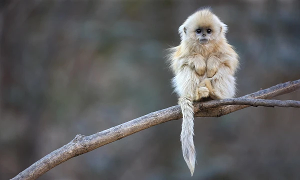 Vọoc mũi hếch “chảnh” cỡ nào mà mất nửa thế kỷ mới quay được?