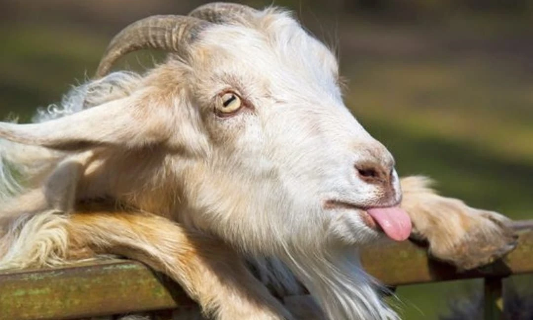 Từ tháng 5 âm: 3 con giáp Thần Tài 'chấm sổ', muốn nghèo cũng khó