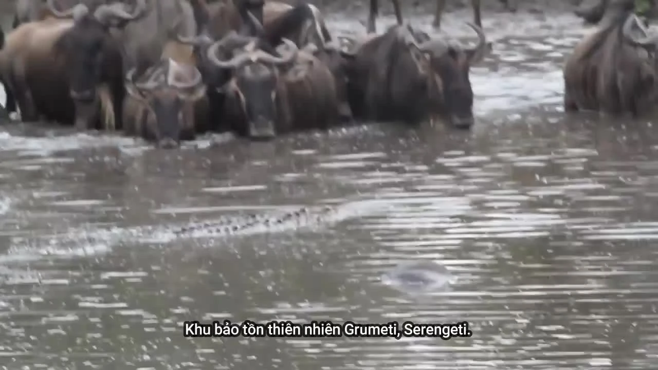 Video: Cá sấu tấn công bất ngờ, đoạt mạng linh dương đầu bò