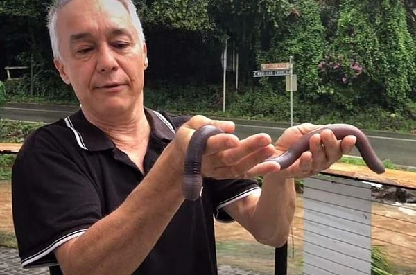 Khiếp sợ giun đất khổng lồ “trỗi dậy” từ vùng nước lũ ở Úc