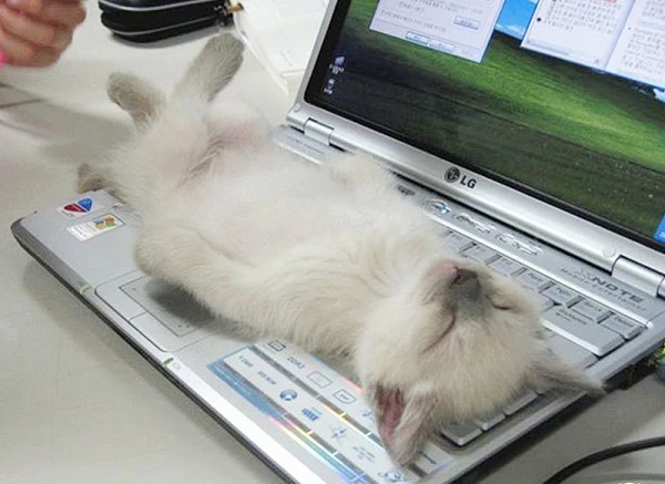 Bật cười cách loài mèo "đu trend" công nghệ cùng con người