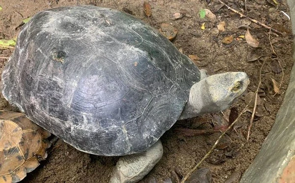 Cá thể rùa Răng được VQG Hà Tĩnh tiếp nhận quý hiếm cỡ nào?