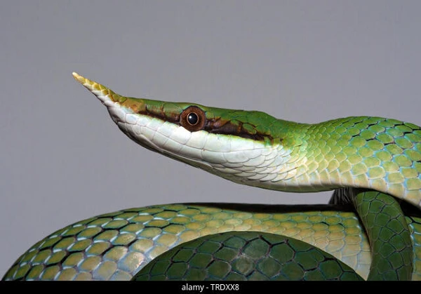 Sửng sốt loài rắn mọc sừng ở mũi độc nhất vô nhị Việt Nam 