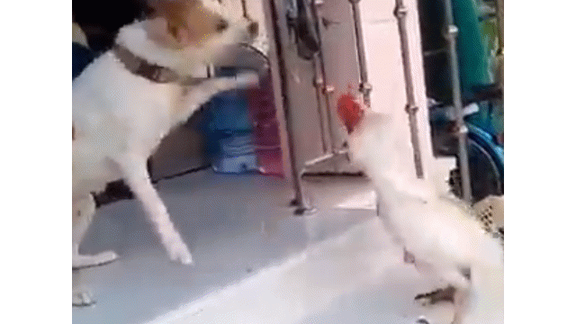 Video: Bị gà trống tấn công, chó đực 5 lần 7 lượt bỏ chạy