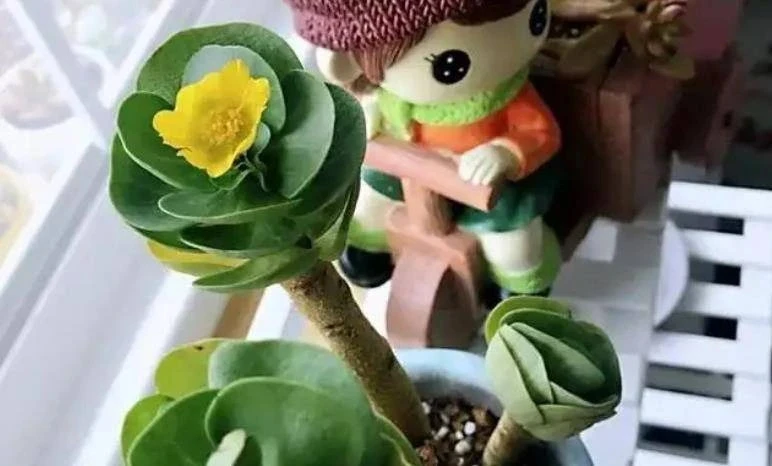 5 cây cảnh mang chữ tiền, hút tài lộc, giữ của cho gia chủ