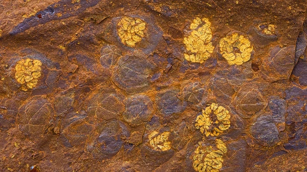 Nóng: Phát hiện nhiều sinh vật lạ hàng chục triệu tuổi trong “đá Sao Hỏa”