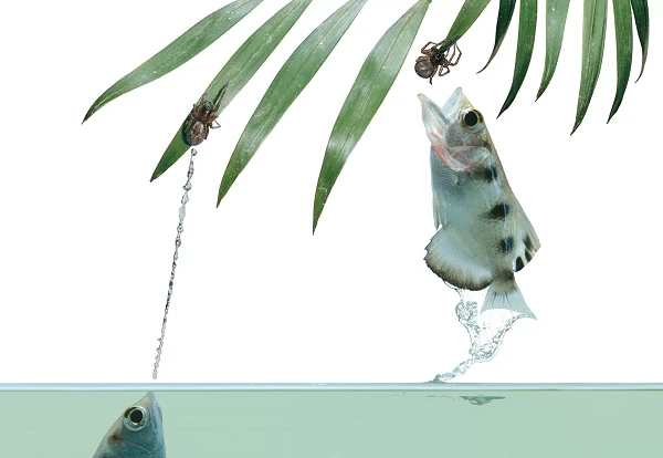 Dị thường loài cá dùng "súng nước" săn mồi bách phát bách trúng