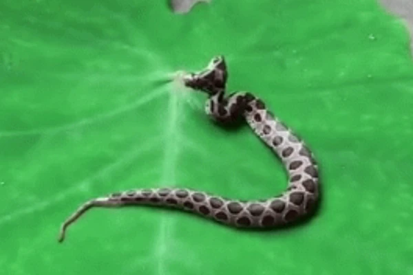 Video :Xuất hiện thần rắn độc 2 đầu ở khu chung cư 