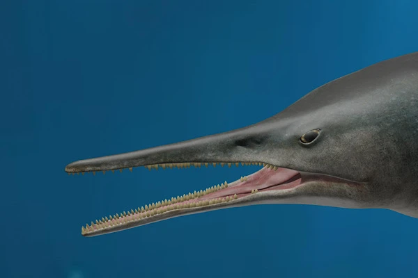 Phát hiện quái ngư độc nhất thời tiền sử, khủng khiếp như “máy nghiền thịt”