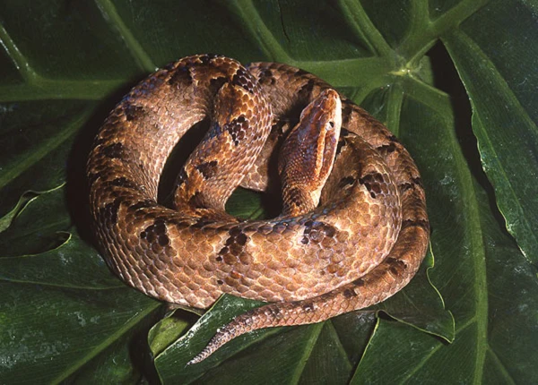 Nghe lời cổ nhân xây nhà nơi rắn sưởi ấm, điều kỳ diệu xảy ra...