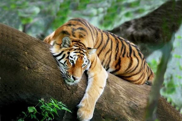 Từ mùng 1 Tết Nhâm Dần 2022 đến hết năm, 3 con giáp giàu khủng 