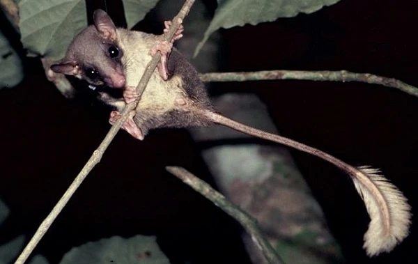 Loài chuột “tiên tửu” có thói quen uống bia trước khi ngủ