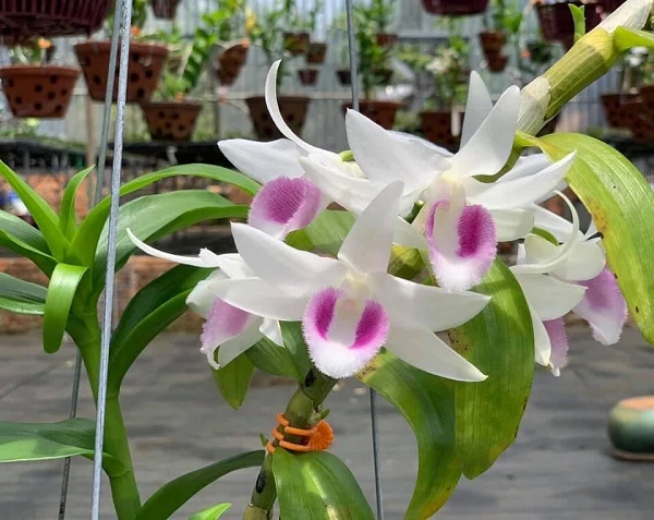 Cận cảnh những giống lan đột biến trị giá hàng tỷ đồng