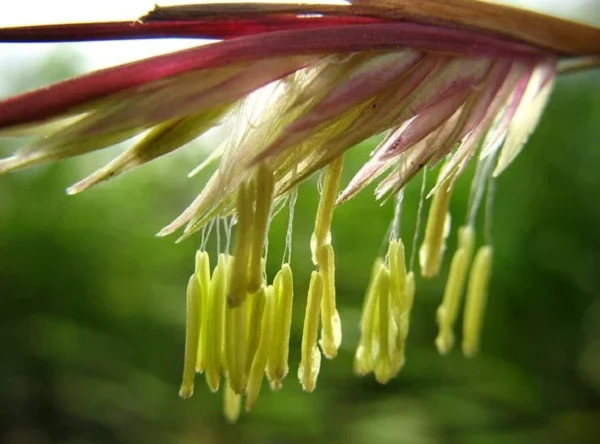 Kinh ngạc những loài cây muốn ra hoa phải "đợi cả đời người"